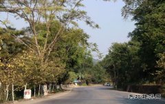 被行道树枝砸伤  由养护管理者赔偿