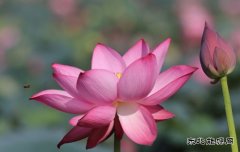 夏日荷花迎蜂来（组照）