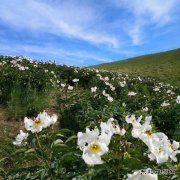 芍药花开（摄影作品）