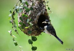 育雏（摄影作品）