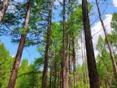 天然氧吧（摄影作品）