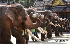 亚洲象表演（组照）