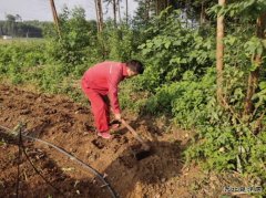 小菜园，大收获