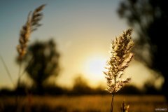 素美（摄影作品）