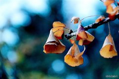 秋色(摄影作品)　　