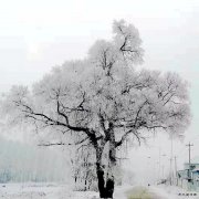 北疆雾。ㄉ阌白髌罚