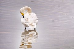 悠闲（摄影作品）