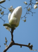 窗外的玉兰花开了