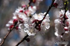 （组图）杏花依旧笑春风—河南乐博体育义煤公司千秋煤矿花意盎然