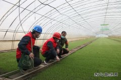 兴凯湖电业公司：迎风雪黑夜抢修保春耕 感动客户赠锦旗频点赞