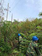 江西婺源：排隐患 除树障