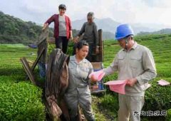 婺源供电：夏茶采摘正忙时 服务用电进茶园