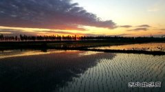 国网黑龙江兴凯湖电业公司：党建引领助推垦区春耕春播完美收官