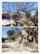 白水社区清理枯树  消除安全隐患