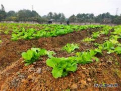 蒲白铁运公司：小小“责任田”，益阳项目部也有“南泥湾”