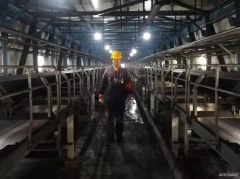 陕煤蒲白煤化运营公司 “犟牛”王素春