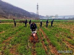 蒲白朱家河煤矿新乐博体育产业中心：生态农业承包记