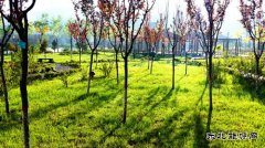 矿区里的春天（摄影作品）