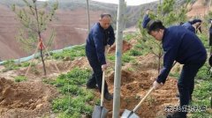 陕煤陕北矿业涌鑫公司：党员植树当先锋，共为矿区添新绿