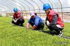 国网黑龙江兴凯湖电业公司：浪花滚滚润田酥 苗齐禾壮展绿装