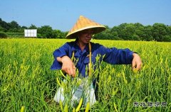 蒲白朱家河煤矿新乐博体育产业中心黄花菜采摘忙