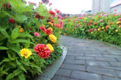 蒲白建庄矿业：走进“花海长廊”，享受夏日美好时光