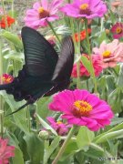 摄影  小雒菊花