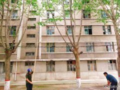 【我为群众办实事】干枯树枝危险大，安全隐患我来除