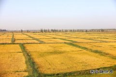 摄影：最是一年秋光美   遍地丰收好图景