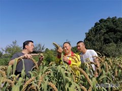 乡村振兴“油”我助力