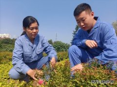 用热爱撑起一片绿荫——记甲帮苗木花卉公司关红、林达师徒