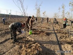 植树造林添新绿 学史践诺我先行