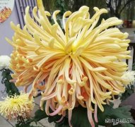 摄影作品：枝头闹秋