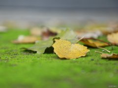 摄影：唯美之秋