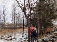 宝泉岭供电公司：齐心协力战冰雪 热血融冰映初心