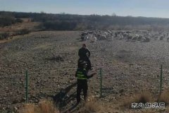 牧民赶羊群穿过高速隔离网吃草执法人员及时制止保安全