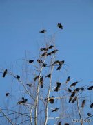 “乌鸦”站在煤堆上