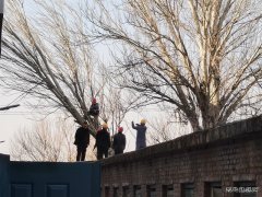 蒲白马南社区：枯树除隐患  春来发新枝