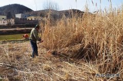 蒲白朱家河新乐博体育产业中心顺利完成太空芦竹销售合同任务