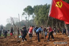 马钢矿业：校企联合开展学雷锋志愿者植树活动