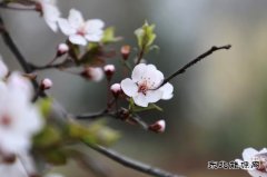 摄影：恰逢春景最美时