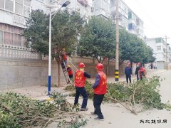 蒲白马南社区：修树剪枝解民忧 小区颜值靓起来