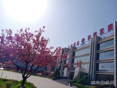 樱花四月开建庄，花团锦簇相争艳