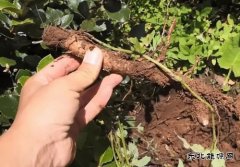 童年往事之一挖药材