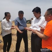 陕煤蒲白矿业：农光互补  “麦”向丰收