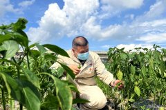 珲春发电厂：“幸福菜地”提升职工幸福感