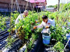 黑龙江镜泊湖发电厂：“幸福菜地”提升员工幸福感