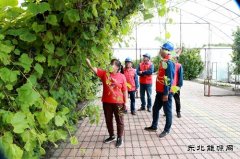 国网兴凯湖供电公司：供电有保障 葡萄甜又香