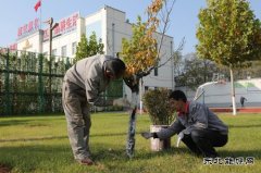 潞安焦化：树木穿“新衣”防冻防虫保过冬
