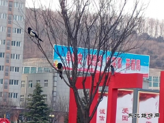 蒲白建庄矿业：喜鹊报喜春来到